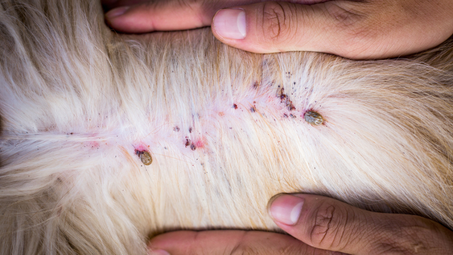 <p>Tick Infestation In Dogs</p>