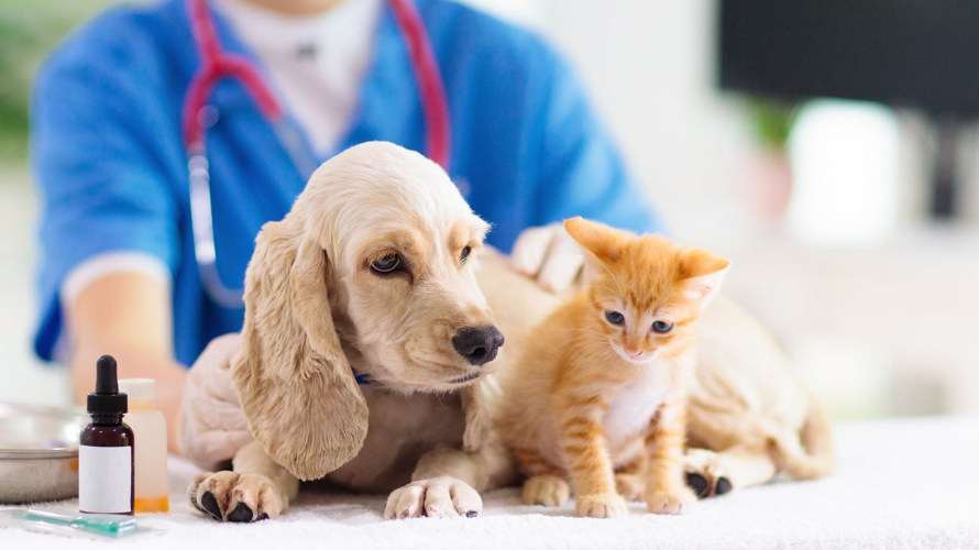 <p>The Importance of Pet Vaccines</p>